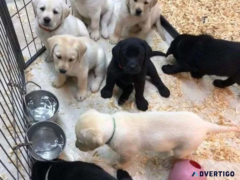 Labrador retriever puppies
