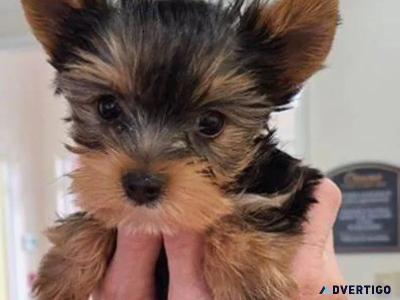 yorkie puppies for sale in jonesboro arkansas