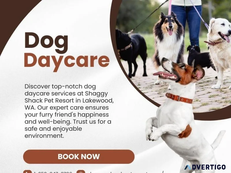 Trusted Dog Daycare Services Near Me for Happy Pups