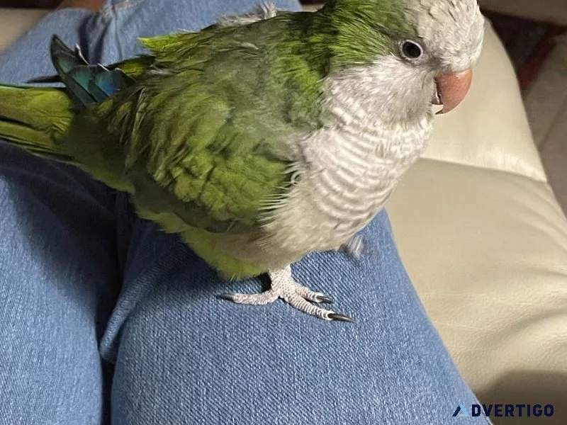 Quaker Parrot