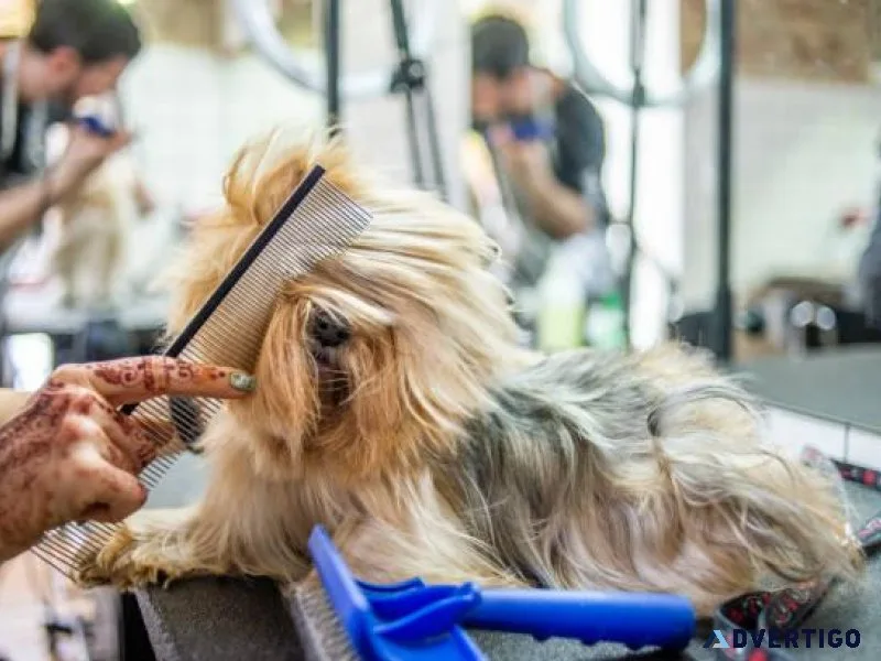 Dog Grooming in Nagpur Dog Baths Haircuts Nail Trimming