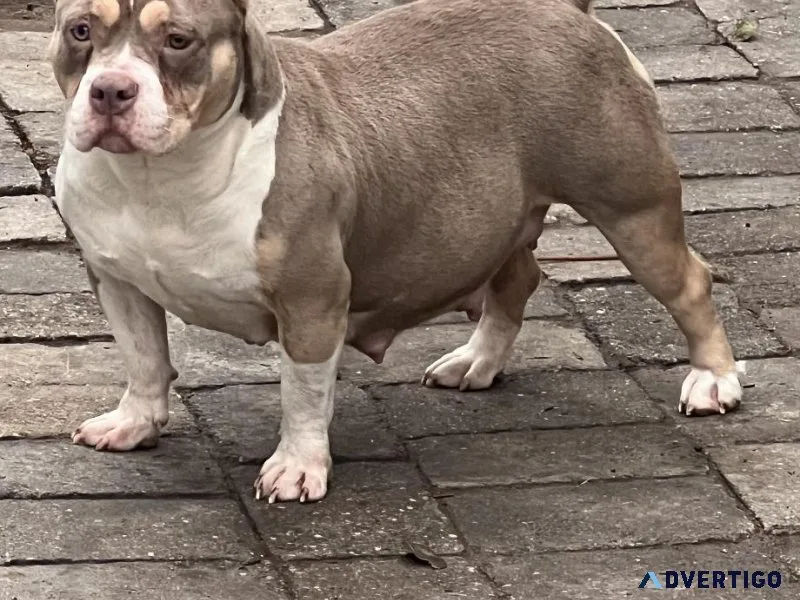 American Bully Puppies