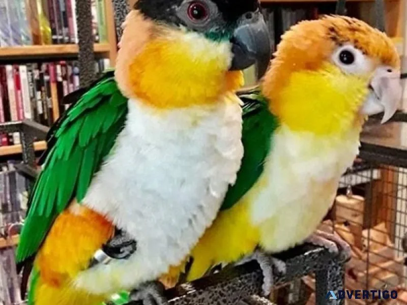 Rare Amazon Parrots