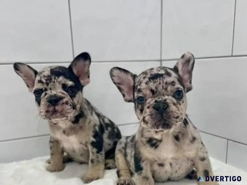 Fluffy Frenchy Pups