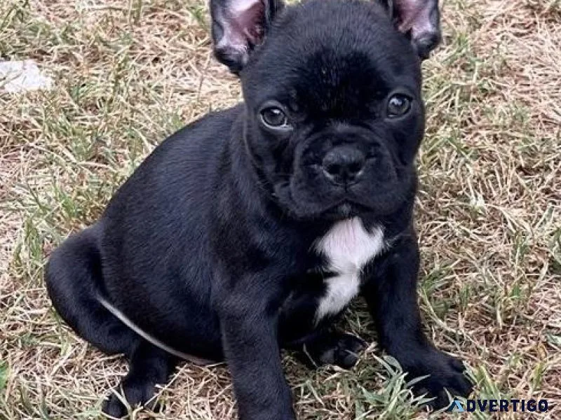 Healthy French Bulldog puppies ready