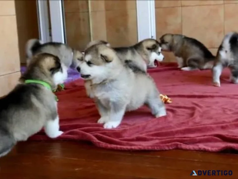 Registerd Alaskan Malamutes puppies for sale male and female