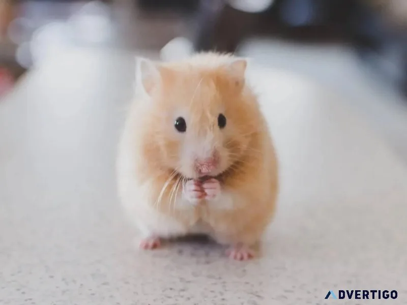 Fall With Pocket Pets - Animal Hospital in Clermont County