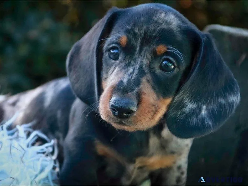 Miniature Dachshunds