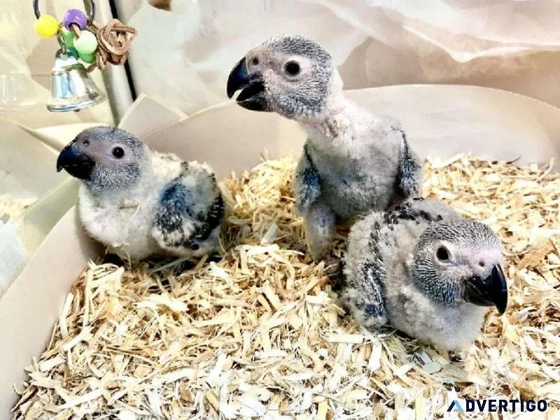 Still Handfeeding Baby Congo African Grey Parrots