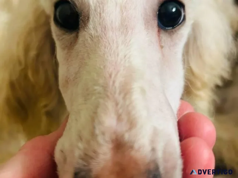 White Standard Poodle Puppies-Michigan