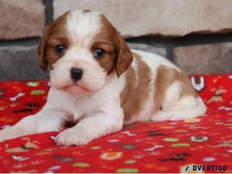 Cavalier King Charles Puppies