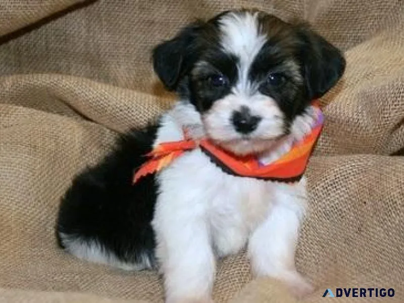 Fully Tested Havanese Puppies