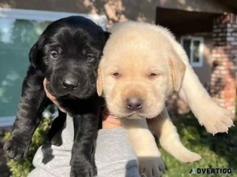 Beautiful AKC Lab puppies.