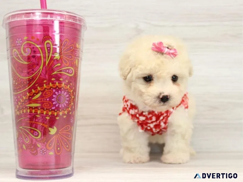 Amazing Micro Teacup Poodle Puppy
