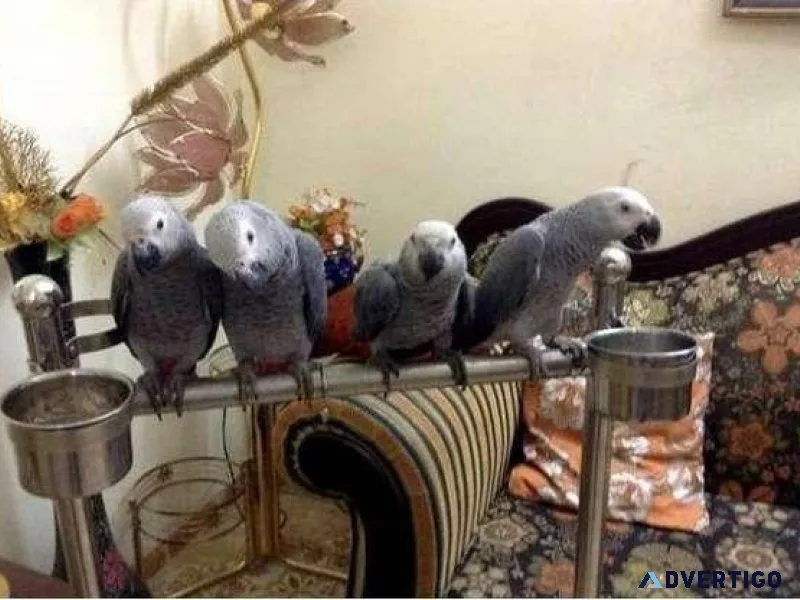 AFRICAN GREY PARROT FOR SALE