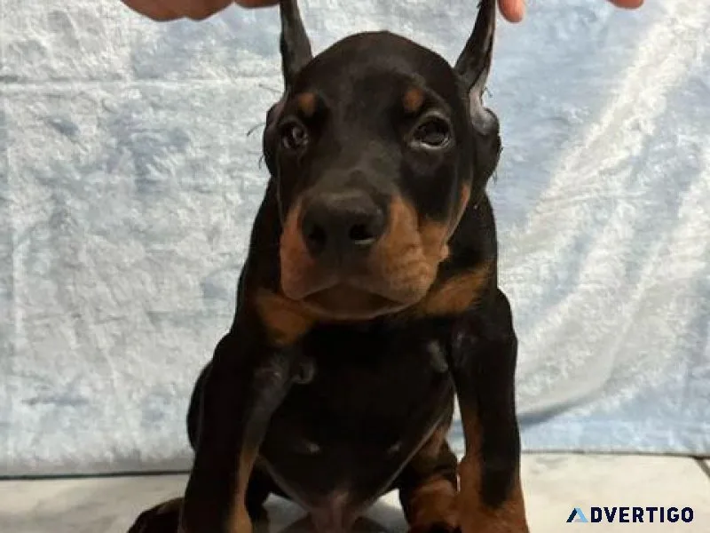 Doberman Pinscher Puppies