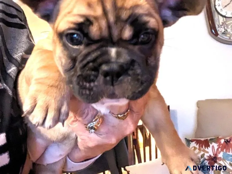 FRENCHTON PUPPIES