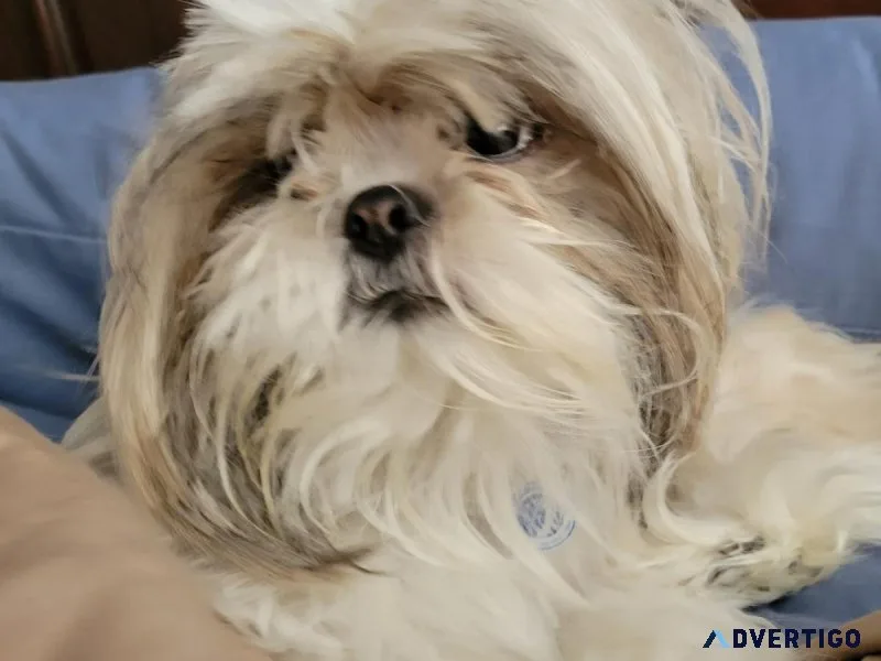 Pure Breed AKC CertifiedPedigree Shih Tzu Puppies