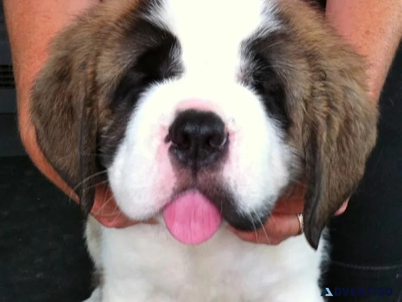 Cute Saint Bernard Pups