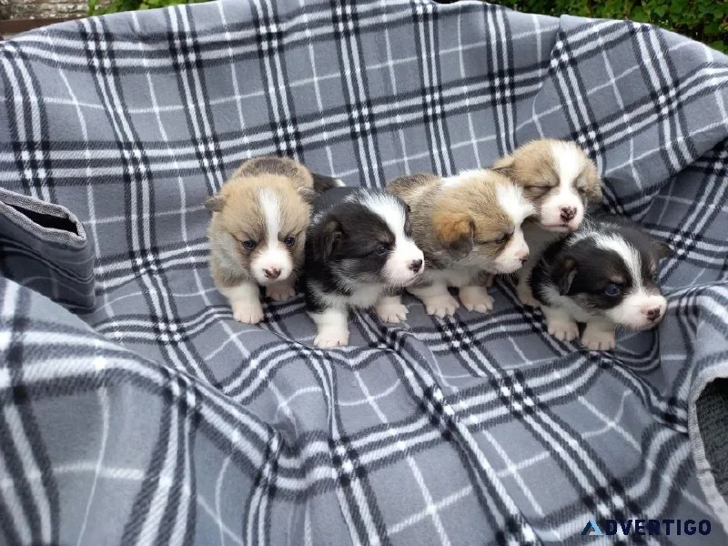 Awesome Pembroke Welsh Corgi Puppies Awaiting a New Home