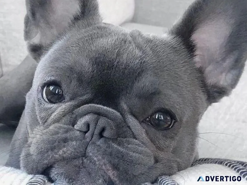 Blue French Bulldog Puppies For Sale