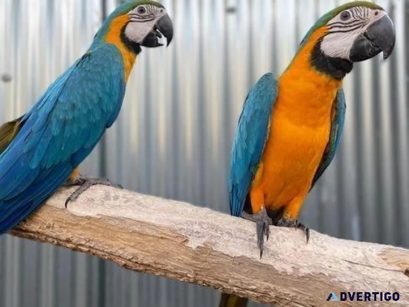 Tame Baby Blue and Gold Macaw