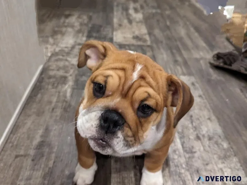 English Bulldog