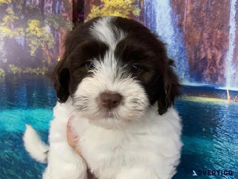 Miniature poodle puppies with a touch of havanese