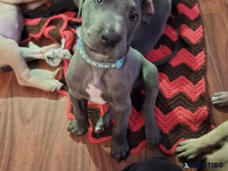 Great Dane Puppies