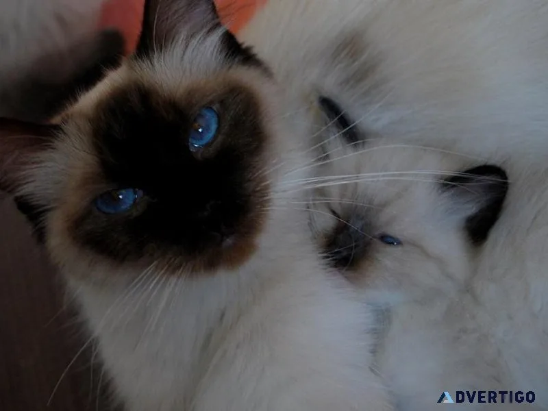 Cute Ragdoll Kittens for Adoption