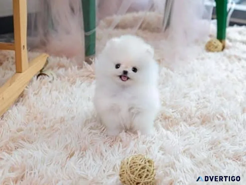 fluffy white coat teacup Pomeranians available