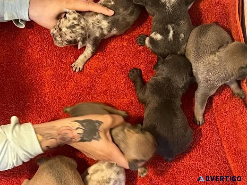 Cane corso French bull dog for sale
