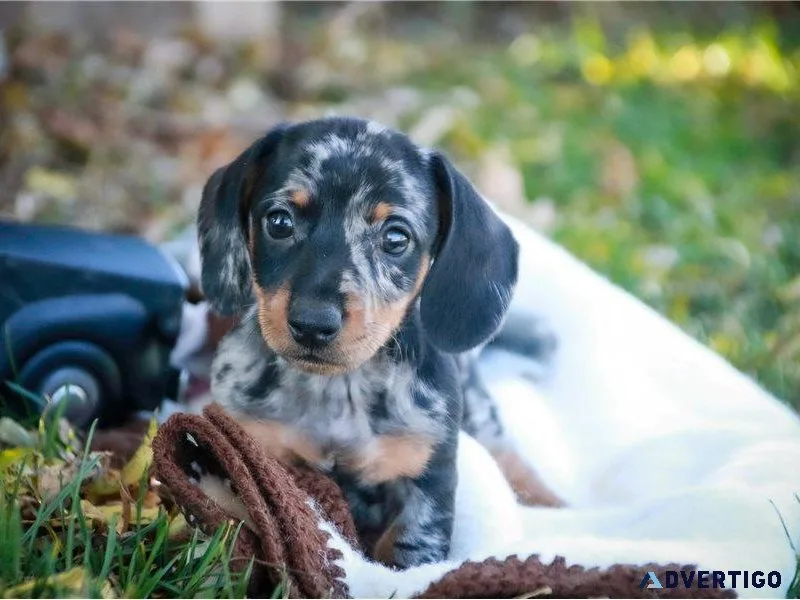 CKC Registered Miniature Longhair Dachshunds