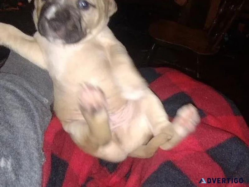 Mix breed puppies