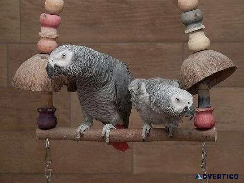 CONGO GREY PARROTS FOR SALE