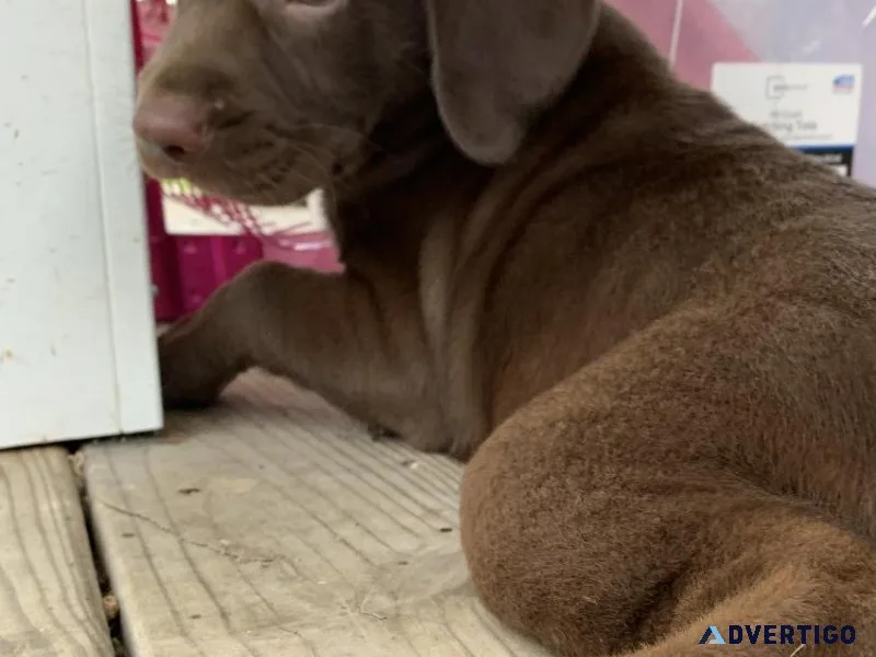AKC LABRADOR RETRIEVER PUP