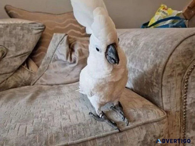 Chrismas Tame Male and Female Umbrella Cockatoo for Sale