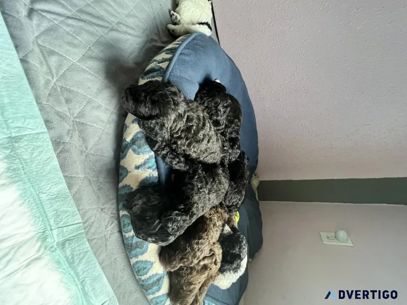 Miniature GoldenDoodles