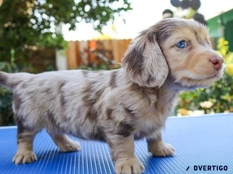 Cute Mini Dachshund Pups