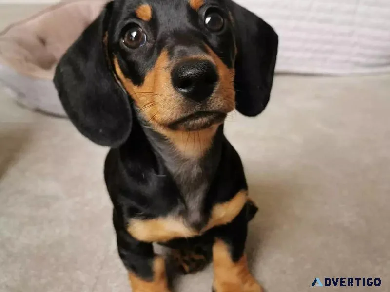 Dachshunds Puppies