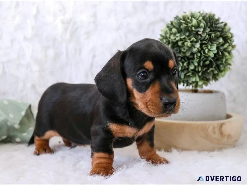 Mini Dachshund