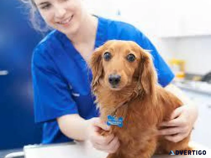 Noida s Trusted Veterinary Doctor in Sector 137
