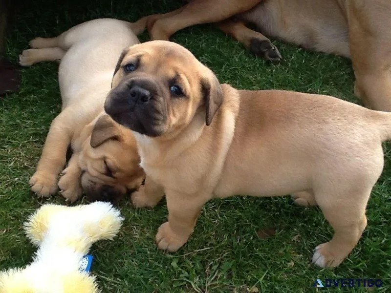 Affordable Bull Mastiff Puppies