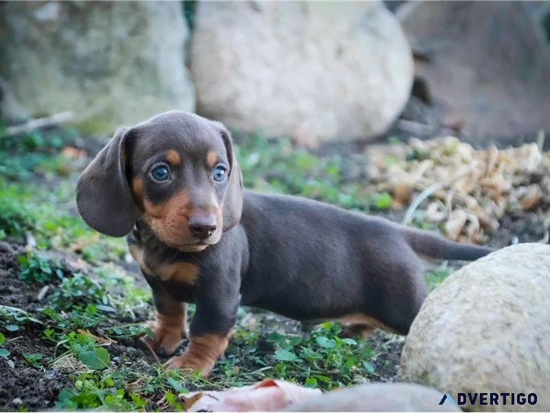 CKC Registered Miniature Longhair Dachshunds
