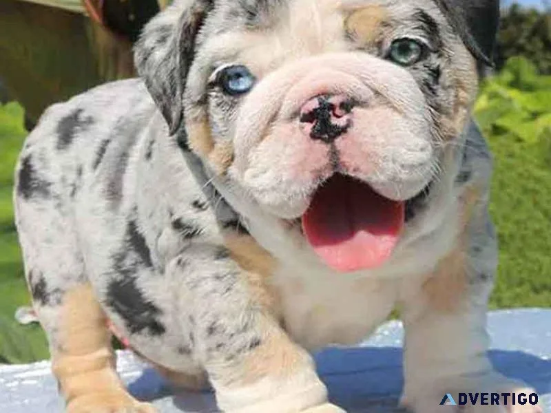 Lovely English Bulldog Pups