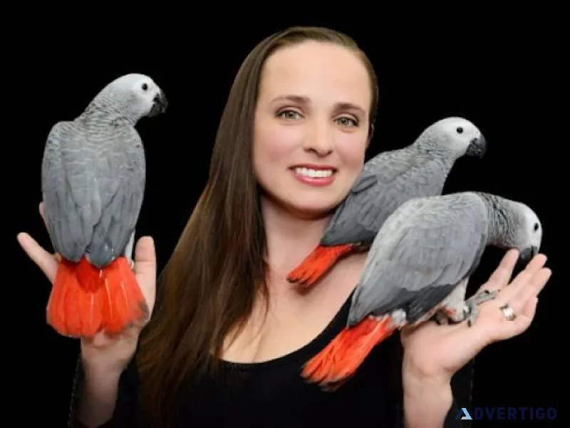 African grey parrots for sale