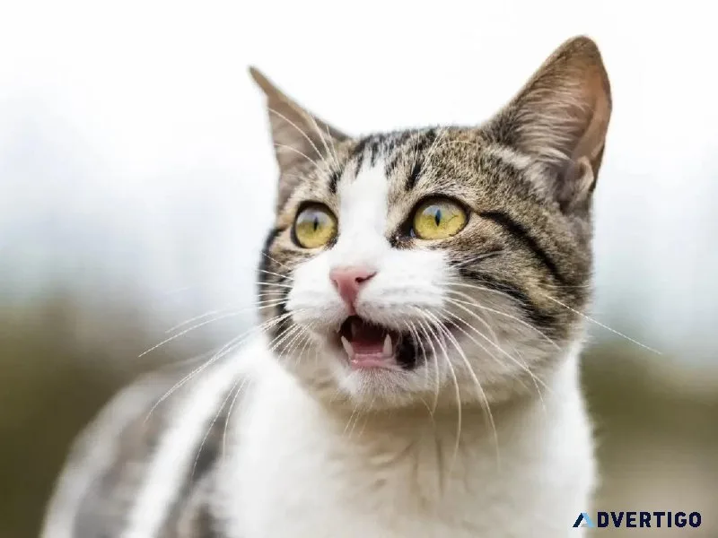 Common Holiday Hazards for Pets - Vet in Downey CA