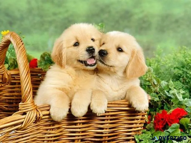 Healthy Golden Retriever Pups