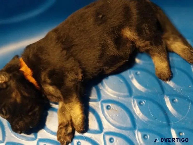 German Shepherd Long Coat puppies
