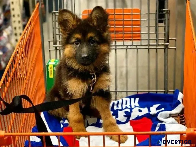 Adorable Trained German Shepherds